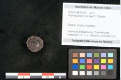Foto (Objekt + Etikett) von Phymatocaryon mackayi F.V. Mueller (NHMW-GEO-2024-0188-10438)